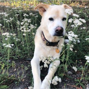 Frodo, a cream-colored dog, sitting among white wildflowers